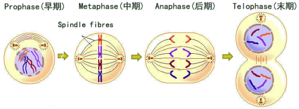 细胞周期染色体变化图图片