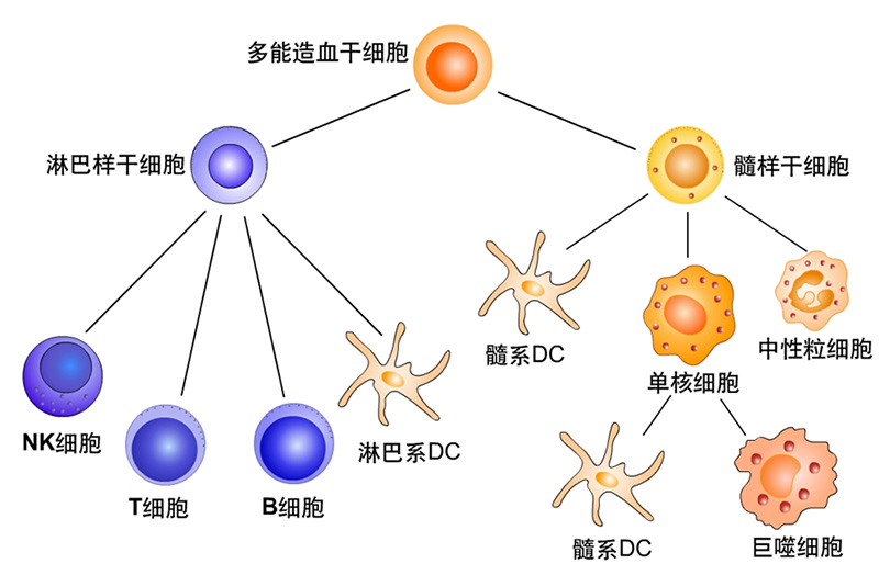 主要的免疫细胞.jpg