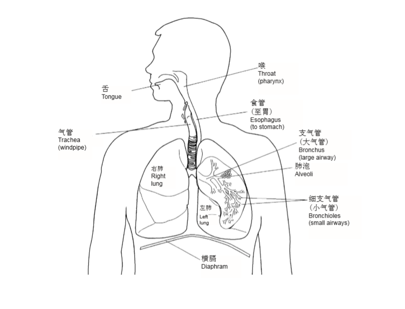 053008初步了解肺癌1.jpg