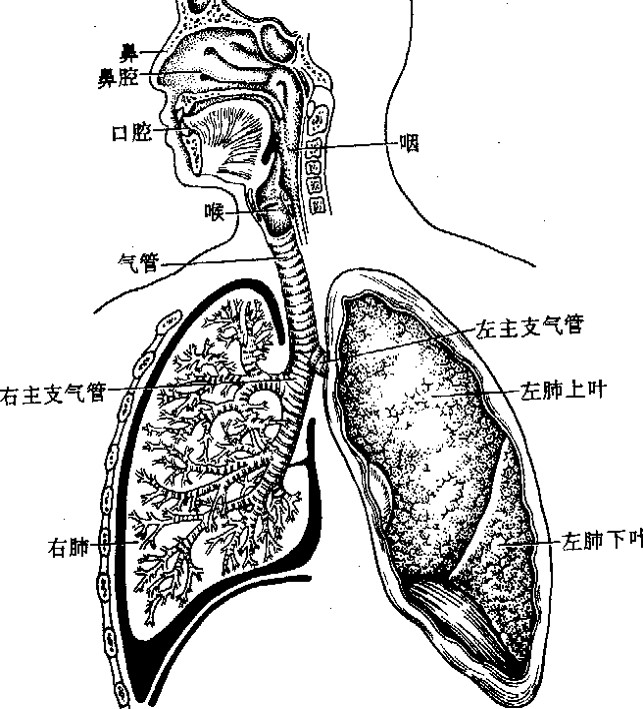 呼吸系统.jpg