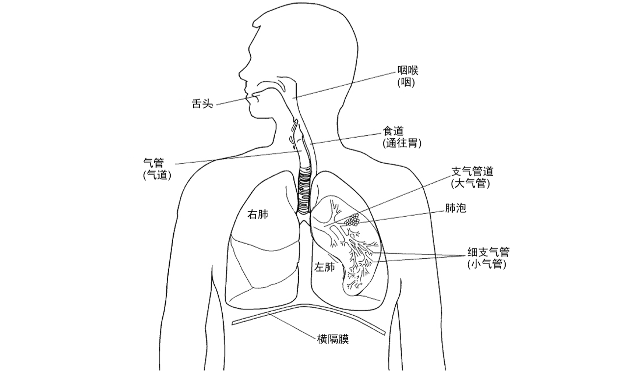 什么是支气管炎?