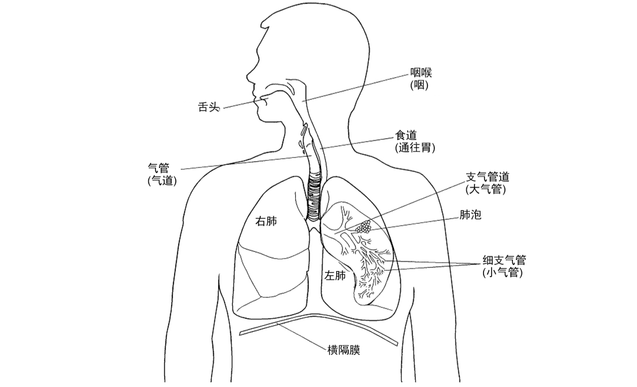 肺支气管示意图图片