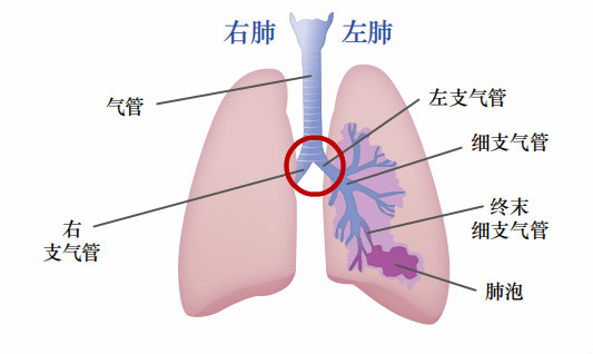 肺解剖图_meitu_1.jpg