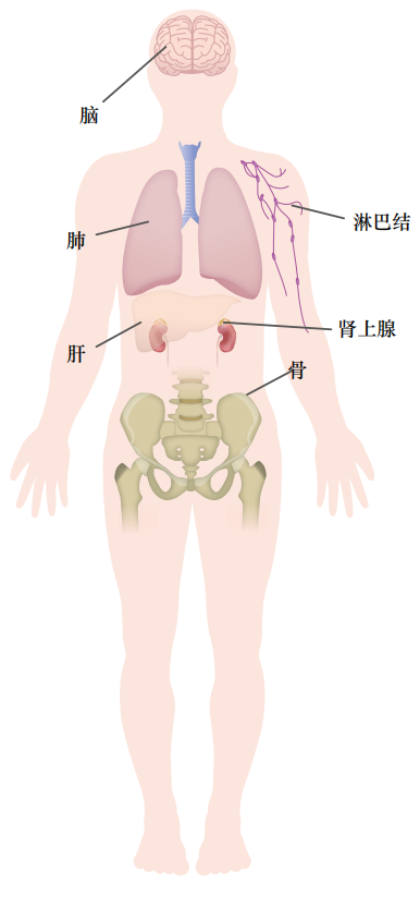 肾上腺在哪个位置图片图片