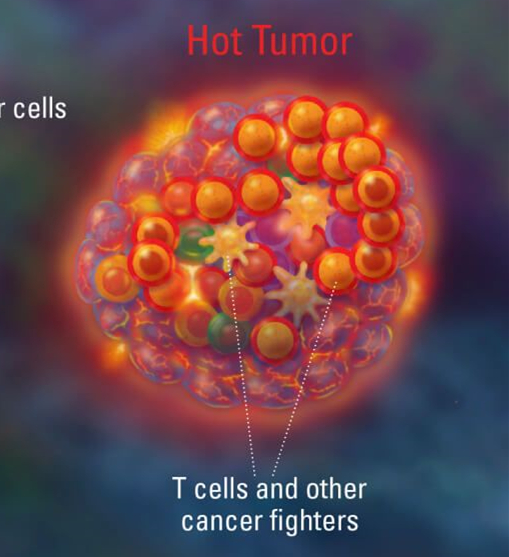 什么是热肿瘤？