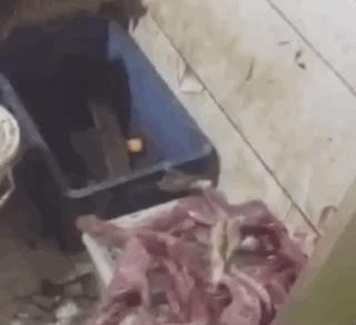 触目惊心！武汉肺炎源头华南海鲜市场，鲜为人知照片曝光…