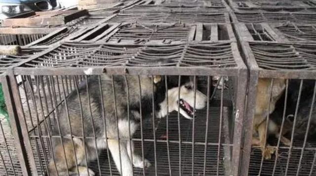 触目惊心！武汉肺炎源头华南海鲜市场，鲜为人知照片曝光…