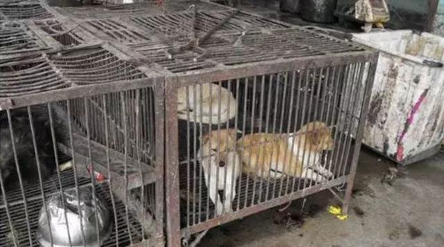 触目惊心！武汉肺炎源头华南海鲜市场，鲜为人知照片曝光…