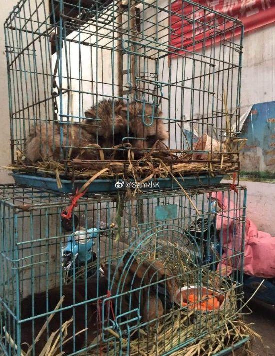 触目惊心！武汉肺炎源头华南海鲜市场，鲜为人知照片曝光…