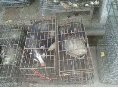 触目惊心！武汉肺炎源头华南海鲜市场，鲜为人知照片曝光…