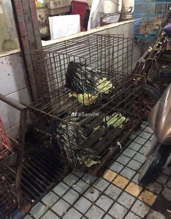 触目惊心！武汉肺炎源头华南海鲜市场，鲜为人知照片曝光…
