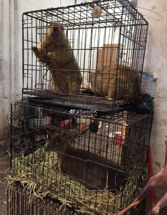 触目惊心！武汉肺炎源头华南海鲜市场，鲜为人知照片曝光…