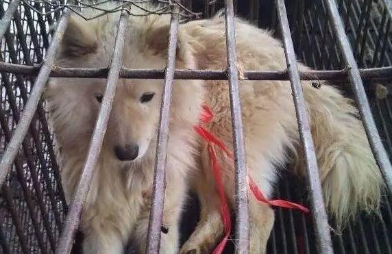 触目惊心！武汉肺炎源头华南海鲜市场，鲜为人知照片曝光…