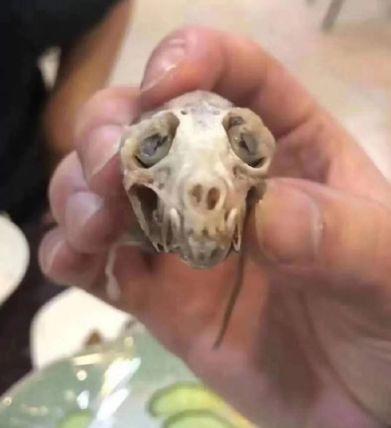 触目惊心！武汉肺炎源头华南海鲜市场，鲜为人知照片曝光…