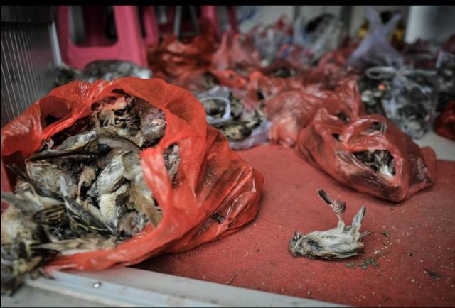 触目惊心！武汉肺炎源头华南海鲜市场，鲜为人知照片曝光…